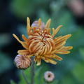 Winteraster 'Kleiner Bernstein'
