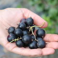 Confi�Beere Jodeli� (Jostabeere)