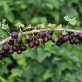 Confi�Beere Jofruity� (Jostabeere)