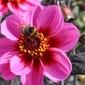 Dahlien Sorte ' Happy Single Wink', Dahlia, Blumenzwiebeln