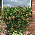 Double Pleasures� hanging Pink Wonder