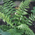 Dryopteris affinis Goldschuppen-Farn