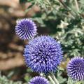 Echinops ritro - Kugeldistel