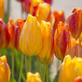 Einfache sp�te Tulpe 'Rhapsody of Smile', Tulipa 'Rhapsody of Smile'