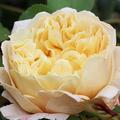 Rose 'Charles Darwin'