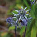 Eryngium planum 'Blaukappe' Lubera