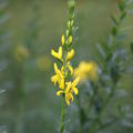 F�rberginster 'Royal Gold' Genista tinctoria 'Royal Gold'
