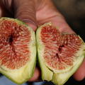 Feigenbaum 'Desert King', Ficus carica