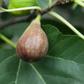 Feigenbaum Gustis� Violetta Portughese, Herbstfeige, Ficus carica
