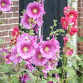Feigenbl�ttrige Stockrose Alcea ficifolia