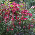 Fuchsia magellanica 'Gracilis', Fuchsie, Staude, Bl�tenstrauch