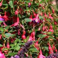 Fuchsia magellanica 'Tom Thumb', Fuchsie, Staude, Bl�tenstrauch