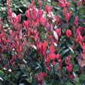 Zwerg-Glanzmispel 'Little Red Robin' (Photinia fraseri)