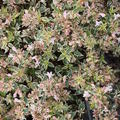 Grossbl�tige Abelie 'Sparkling Silver' Abelia grandiflora 'Sparkling Silver'