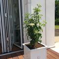 Gr�nlaubiger S�ulenholunder 'Green Tower'