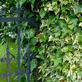Hedera helix 'Goldchild', Efeu
