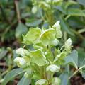 Helleborus argutifolius Korsische Nieswurz