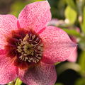 Helleborus Tutu