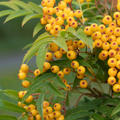 Sorbus aucuparia 'Autum Spire'�, Eberesche, Herbst Eberesche, Hinrichs, XXL Pflanze