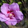 Hibiskus, Eibisch 'Lavender Chiffon'� (Hibiscus syriacus 'Lavender Chiffon'�)