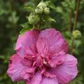 Hibiskus, Eibisch 'Magenta Chiffon'� (Hibiscus syriacus 'Magenta Chiffon'�)