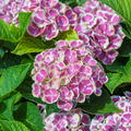 Hortensie, Bayernhortensie 'Bavaria'� Hydrangea macrophylla 'Bavaria'