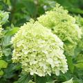 Rispenhortensie Hydrangeasy 'GreenEnergy'� (Hydrangea paniculata 'GreenEnergy'�)