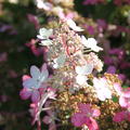 Rispenhortensie Hydrangeasy 'Pink Starlets'� (Hydrangea paniculata 'Pink Starlets'�)