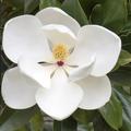 Immergr�ne Magnolie 'Little Gem' (Magnolia grandiflora 'Little Gem')