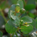 Kapernstrauch, Capparis spinosa f. inermis