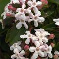 Koreanische Abelie 'Monia' (Abelia mosanensis 'Monia')