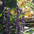 Liriope muscari Ingwersen, Grosse Sterndolde