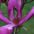 Magnolie 'Susan' - Zierst�mmchen