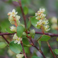 Muehlenbeckia axillaris, Schwarzfruchtiger Drahtstrauch