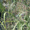 Panicum virgatum 'Heavy Metal'