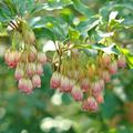 Prachtglocke Enkianthus campanulatus