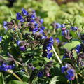 Schmalbl�ttriges Lungenkraut 'Azurea'