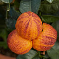 Regenbogen-Orange 'Arcobal' Citrus meyeri x Citrus sinensis Doppio Sanguigno 'Arcobal'