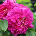 Rosa rugosa 'Hansa', D�nenrose