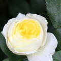Kletterrose 'Amnesty International'�