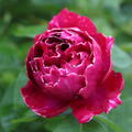 Historische Rose 'Baron Giron de L'Ain'