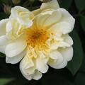 Ramblerrose 'Christine H�l�ne'