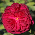 Rose Darcey Bussell� 