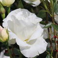 Rose Grand Nord� 