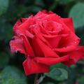 Edelrose 'Grande Amore'