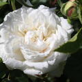 'Mme Alfred Carri�re' Historische Rose