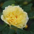 Rose 'Nelson Monfort'�