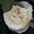 Edelrose 'Princesse Astrid de Belgique'�