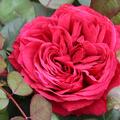 Edelrose 'Rose de 4 Vents'