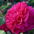 Austin Rose Englische Rose Thomas a Becket